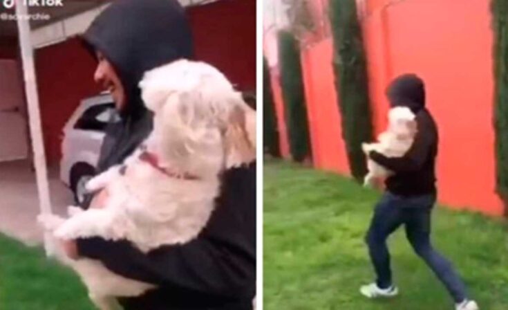 intentan robar a un perro