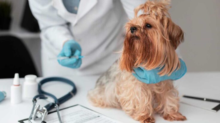 diabetes en las mascotas