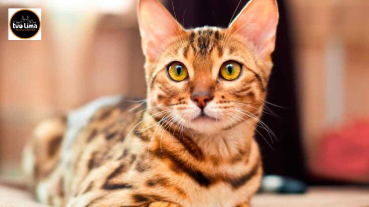 Día Internacional del Gato.
