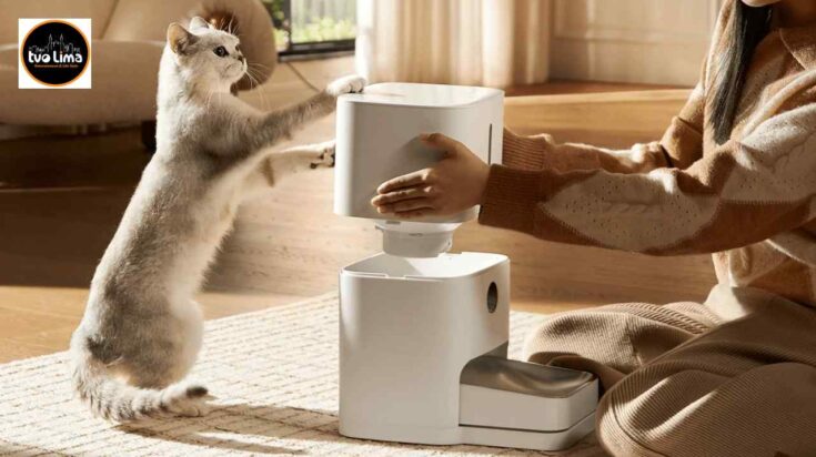 día internacional del gato