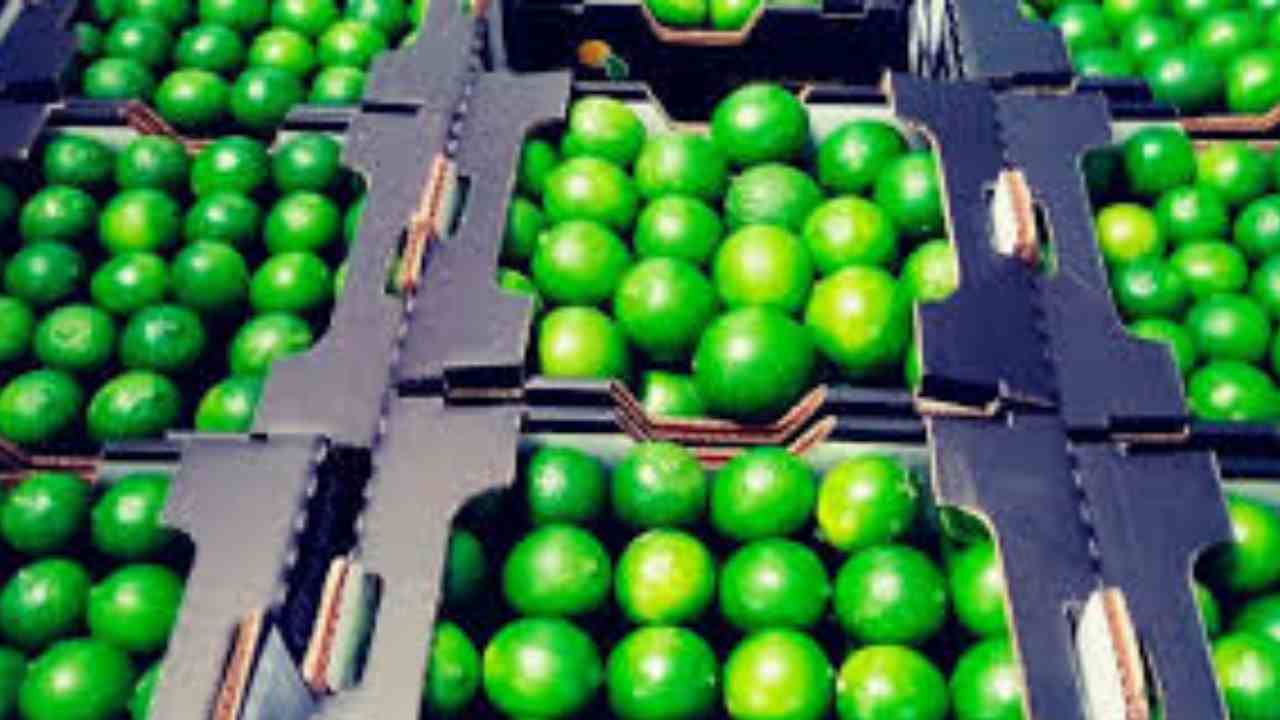 escacéz de limón en Perú